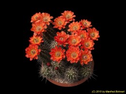 Echinocereus coccineus 1235